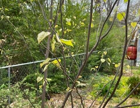 Young redbuds grow foliage only the first few years.
(Special to the Democrat-Gazette)
