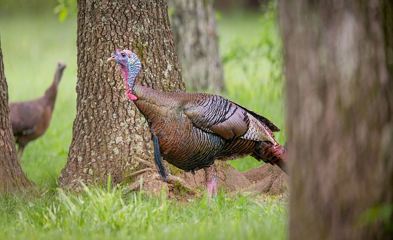 Arkansas's youth turkey hunt is April 6-7. AGFC photo.
