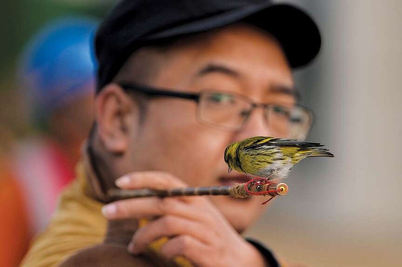 A man looks over at a bird he keeps and trains to fly around him March 26 outside a stadium in Beijing.

(AP/Ng Han Guan)