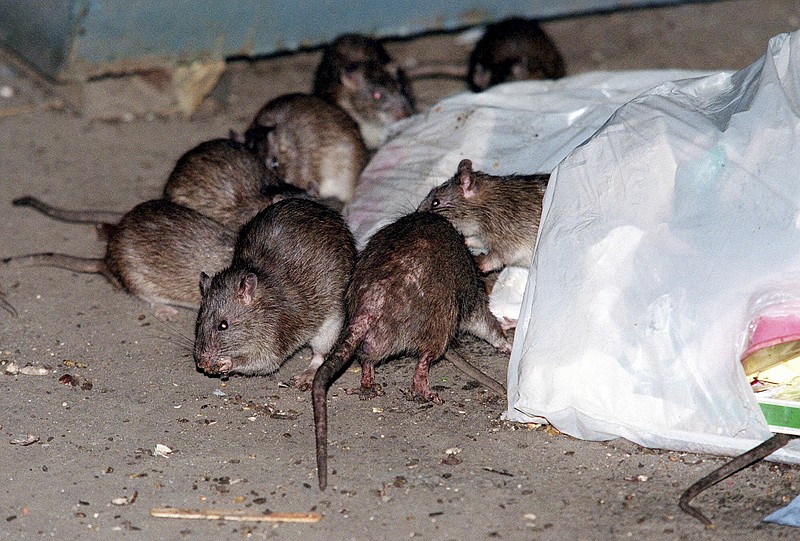 FILE - Rats swarm around a bag of garbage near a dumpster in New York on July 7, 2000. A study published Wednesday, April 3, 2024, in the journal Science Advances suggests that brown rats crawled off ships arriving in the Americas earlier than previously thought and out-competed rodent rivals &#x2013; infuriating and disgusting generations of city-dwellers and becoming so ubiquitous in North American cities that they&#x2019;re known as common rats, street rats or sewer rats. (AP Photo/Robert Mecea, File)