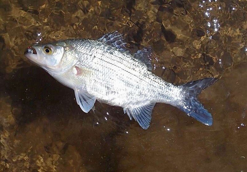 Any lure that resembles a minnow is good for catching white bass.
(NWA Democrat-Gazette/Flip Putthoff)