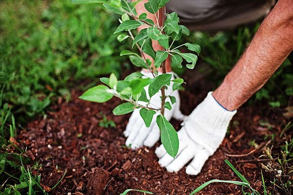 Arkansas Forestry Division offers free trees on Fridays through April 26 - Vimarsana News