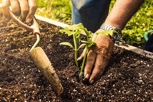 A beginner's guide to vegetable gardening | Texarkana Gazette - Vimarsana News