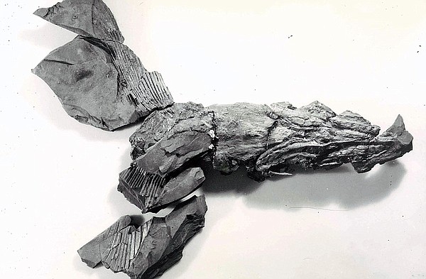 Arkansas' 3D shark fossils have paleontologists calling us Sharkansas - Vimarsana News