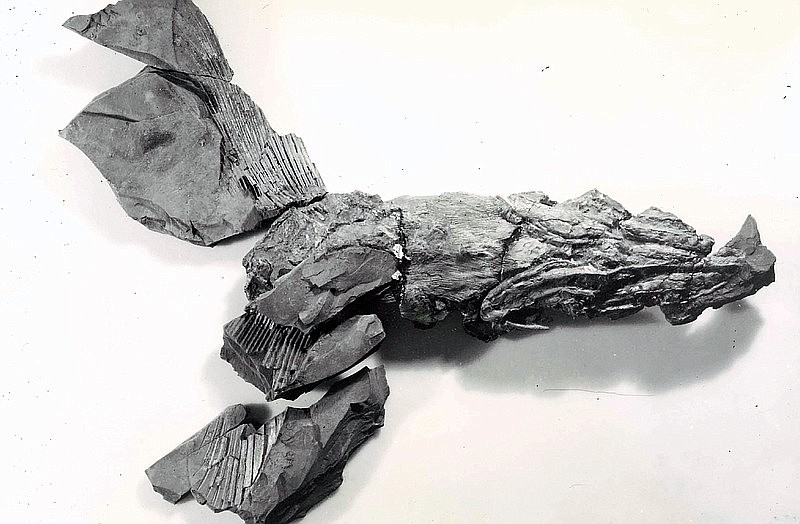 Submitted photo of Cosmoselachus mehlingi, photographed in the late 1970s, positioned to show the underside of the throat, jaws, and pectoral fins. Photo courtesy of American Museum of Natural History in New York City. © Royal Mapes