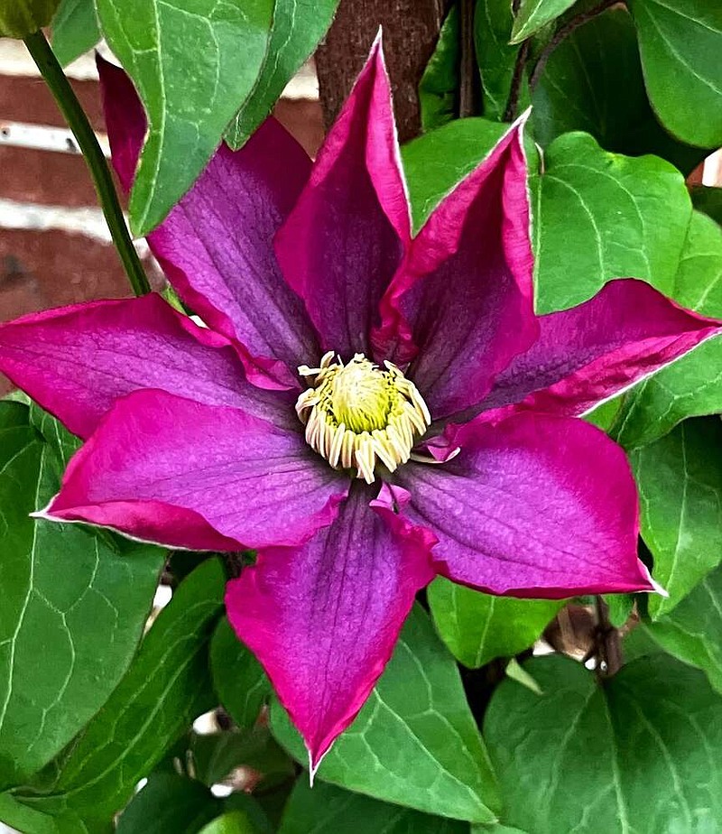Randy Moll/Westside Eagle Observer
A clematis blooms in early April in Gentry but plants with flowers need to be covered and protected from late frosts.