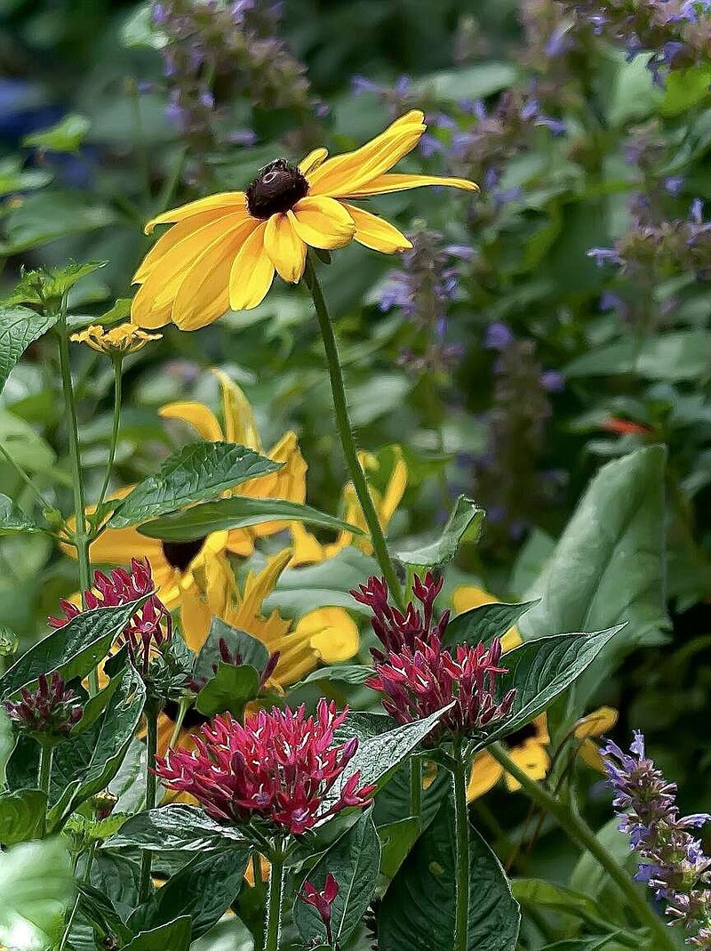 The Garden Guy incorporates Sunstar pentas in his pollinator beds. Here Sunstar red is seen with Indian Summer rudbeckia and Blue Boa agastache. (Handout/TNS)�