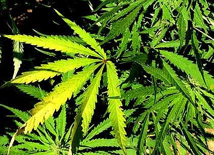 Supreme Court rules for Fort Smith medical marijuana cultivator | The Arkansas Democrat-Gazette - Vimarsana News