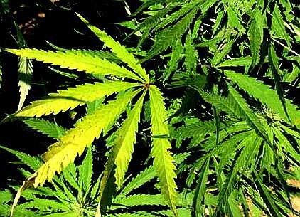 Photo of cannabis leaves by National Institute of Drug Abuse.