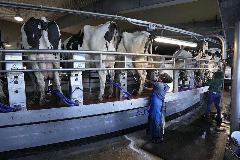 Workers tend to cows in the milking parlor at the Flood Brothers Farm on Monday, April 1, 2024, in Clinton, Maine. Foreign-born workers make up fully half the farm's staff of nearly 50, feeding the cows, tending crops and helping collect the milk — 18,000 gallons every day. (AP Photo/Robert F. Bukaty)