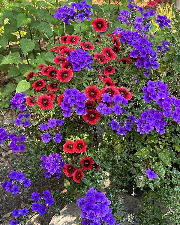 Cobalt verbena super from north to south | Texarkana Gazette - Vimarsana News