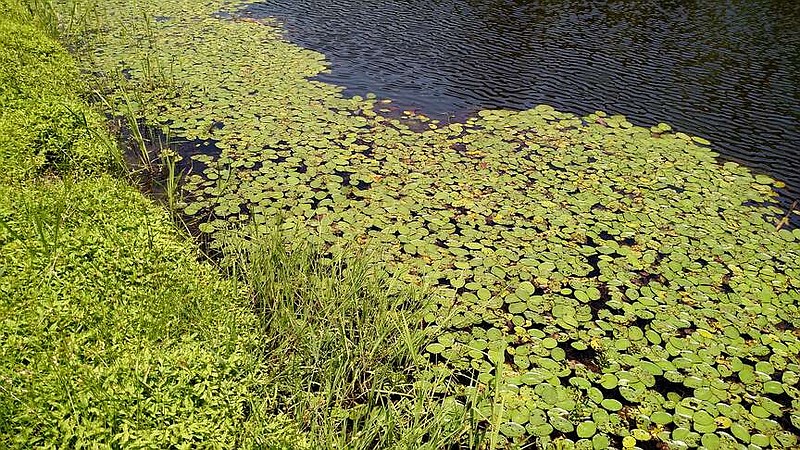 A watershield grows along the edge of a farm pond. (Submitted photo courtesy of the School of Agriculture, Fisheries and Human Sciences University of Arkansas at Pine Bluff)