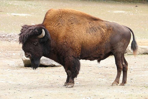 OPINION | Curtis Varnell: Thousands of buffalo once lived in the Natural State; they left their mark in names of rivers and towns | The Arkansas Democrat-Gazette - Vimarsana News