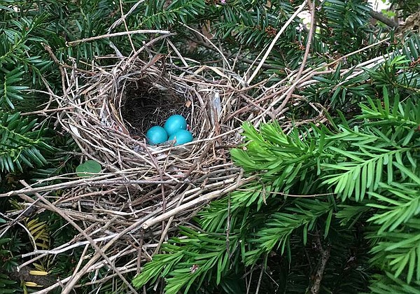 What to do if you find a bird nest near your home - Vimarsana News