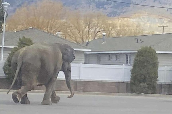 Vehicle backfire startles circus elephant, but show goes on | Jefferson City News Tribune - Vimarsana News