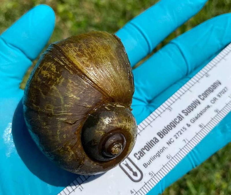 A giant apple snail, recently found in Arkansas in a live crawfish shipment from Louisiana. 
Photo courtesy of the Arkansas Game and Fish Commission.