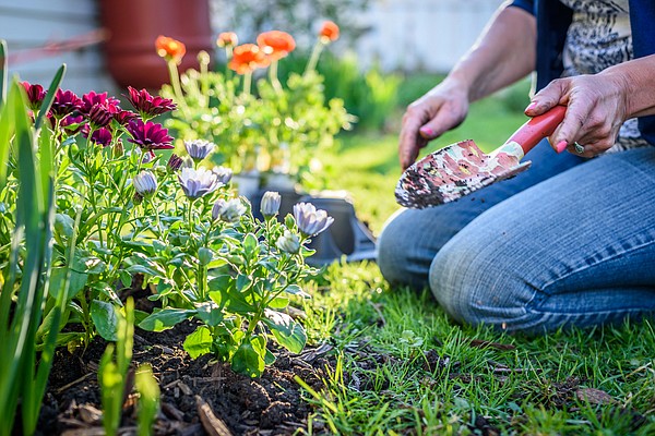 HER | Dig, Divide, and Boost Your Garden's Beauty - Vimarsana News