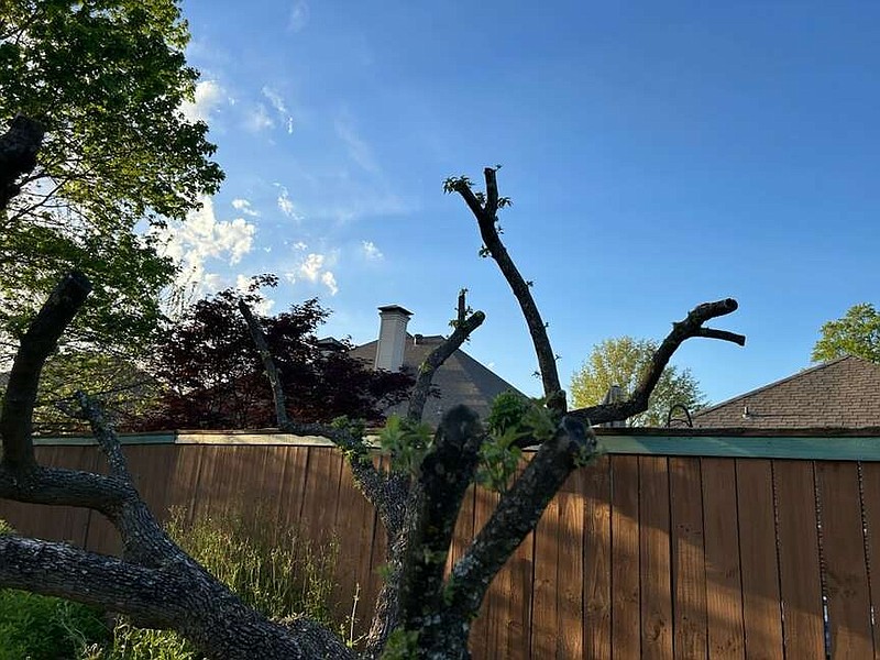 IN THE GARDEN Time to plant annuals in central and south Arkansas