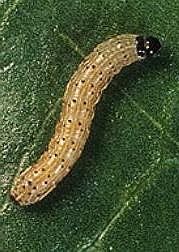 Scout pastures for armyworms, Extension specialist says | Hot Springs Sentinel Record - Vimarsana News