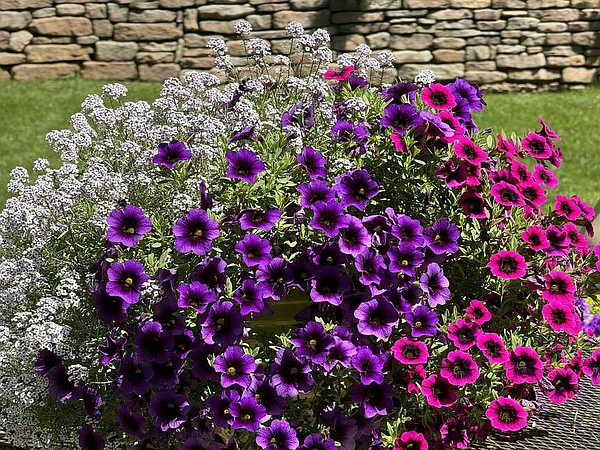 THE GARDEN GUY: Superbells Blackcurrant Punch brings rare color for baskets and mixed containers - Vimarsana News