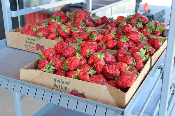 Arkansas strawberry harvest in full swing thanks to mild spring