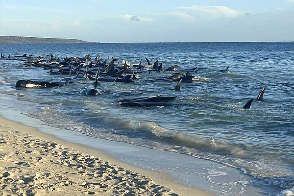 More than 100 beached pilot whales rescued | Hot Springs Sentinel Record - Vimarsana News