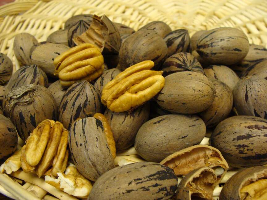 Arkansas Pecan Growers Summer Farm Tour set for May 18