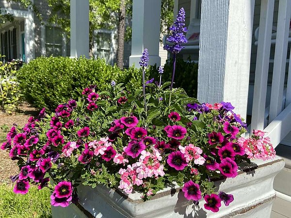 THE GARDEN GUY: Superbena Sparkling Verbenas offer unusual appeal | Northwest Arkansas Democrat-Gazette - Vimarsana News