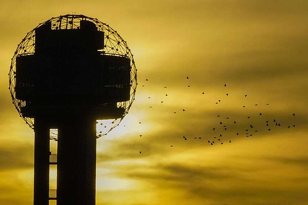 Texans encouraged to turn off nighttime lights during bird migration - Vimarsana News