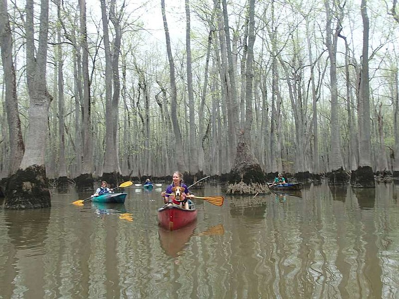 Ozark paddlers head to eastern Arkansas for wetland forest trip ...