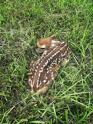 A small fawn rests in the grass in a Southwest Arkansas field. (Gazette file photo)