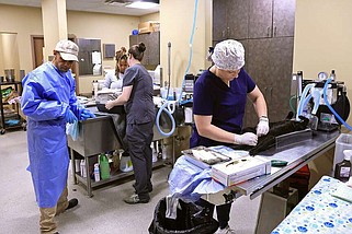 Veterinary professionals including Dr. Hannah Urig, right, neuter cats during a free clinic event at the Little Rock Animal Village on Friday, May 3, 2024. The event was open to the public and was designed to help control the pet population in the city. (Arkansas Democrat-Gazette/Colin Murphey)