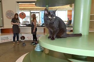 A cat lounges on Wednesday in a cat room at Best Friends Pet Resource Center in Bentonville while the room is cleaned. Visit nwaonline.com/photo for today's photo gallery.
(NWA Democrat-Gazette/Flip Putthoff)