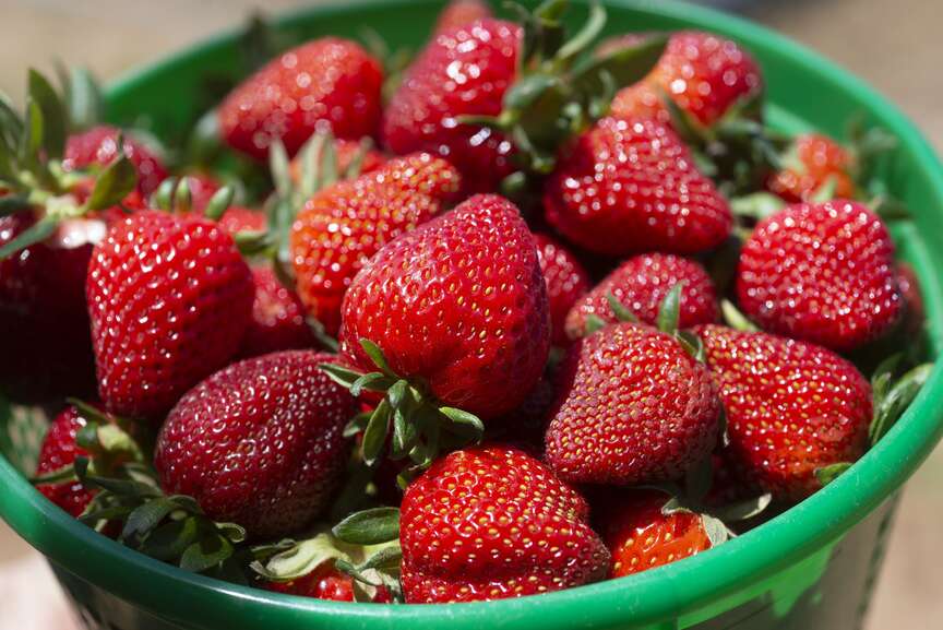 Strawberry Festival Sunday in Fayetteville celebrates summer The