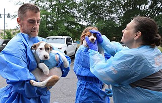 Brian Murphy, left, Rebecca Howard, center, and Connie Jones prepare to load a pair of dogs into a special transport van at the Little Rock Animal Village shelter Monday, May 13, 2024. The shelter celebrated the 3,500th animal moved to different shelters across the country to avoid overcrowding in partnership with the ASPCA Animal Relocation Program. (Arkansas Democrat-Gazette/Colin Murphey)