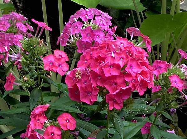 THE GARDEN GUY: Luminary Sunset Coral phlox is mesmerizing | Northwest Arkansas Democrat-Gazette - Vimarsana News