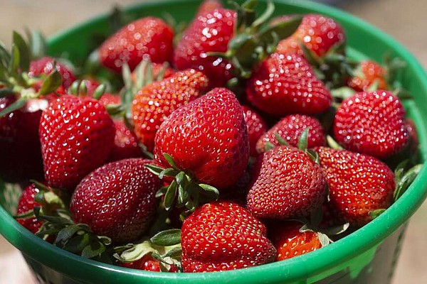 FYI Calendar: There's a new Strawberry Festival in Fayetteville | Northwest Arkansas Democrat-Gazette - Vimarsana News