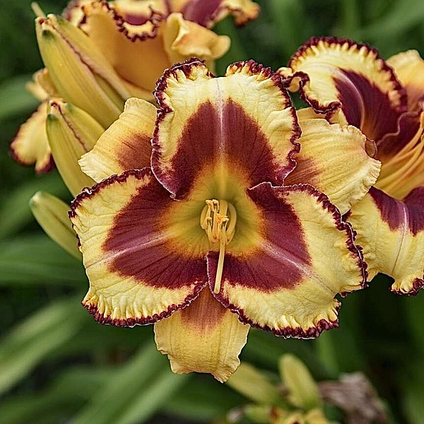 On Gardening: This daylily is like a blaze of glory - Vimarsana News