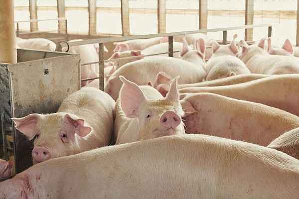 Study conducted by University of Arkansas reveals that slow-growth diet improves pig health