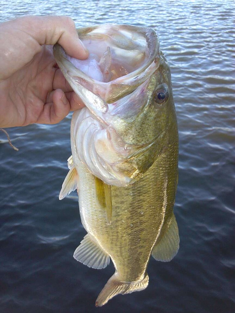 Largemouth bass are ideal for private ponds | Pine Bluff Commercial News