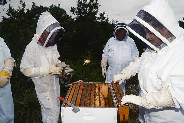 How a chance meeting helped Texas become the nation's top beekeeping state - Vimarsana News