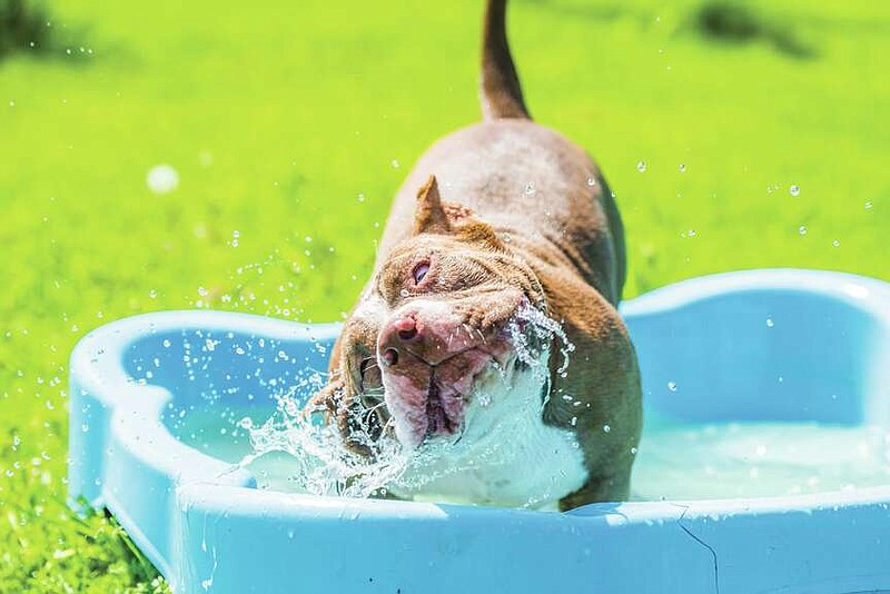 American Bully dog swims in pool outdoors. (Submitted photo)