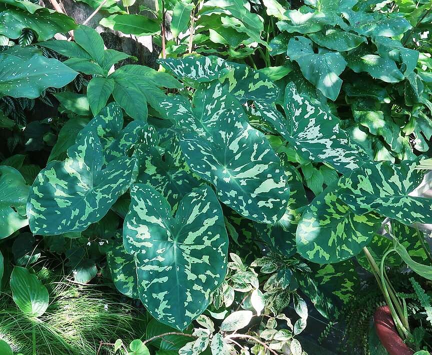 artificial split leaf philodendron Faux Philodendron Plume Split Leaf Plant – Megan Molten