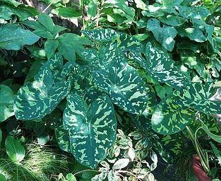variegated house plant Philodendron domesticum variegata variegated 2.5
