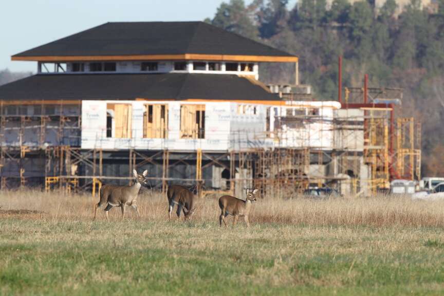 Urban bowhunt registration begins in Arkansas