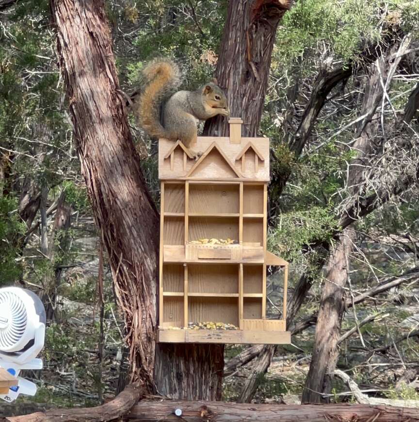 Squirrels were struggling in a heat wave. She made them a ‘squirrel spa.’ Texarkana Gazette