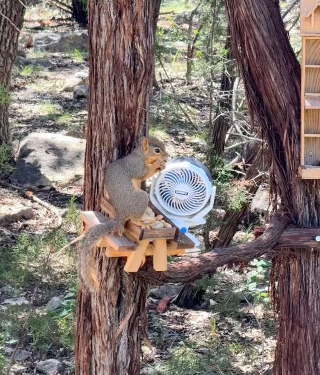 Squirrels were struggling in a heat wave. She made them a ‘squirrel spa.’ Texarkana Gazette