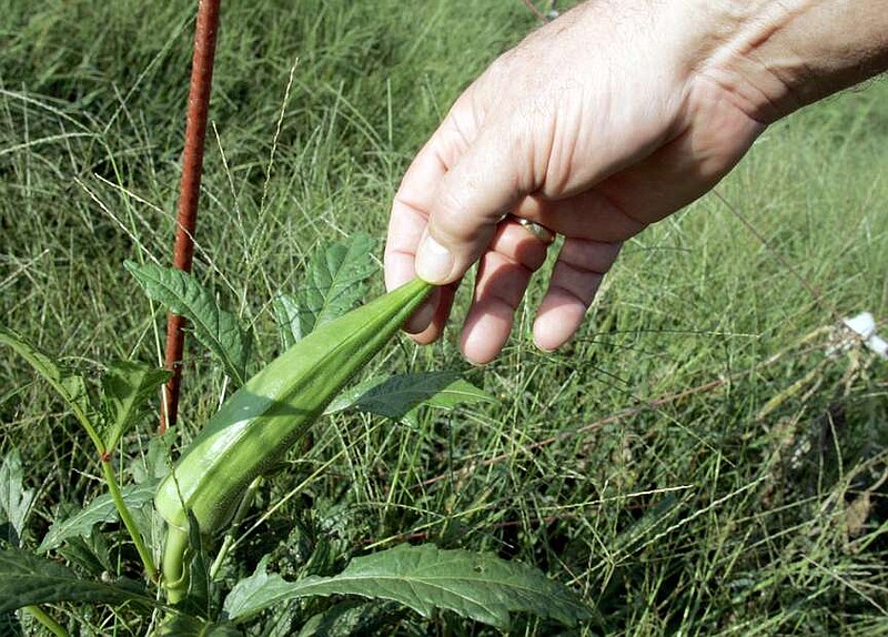 Okra is a prolific producer and requires vigilant attention to harvesting. 
(Arkansas Democrat-Gazette file photo)