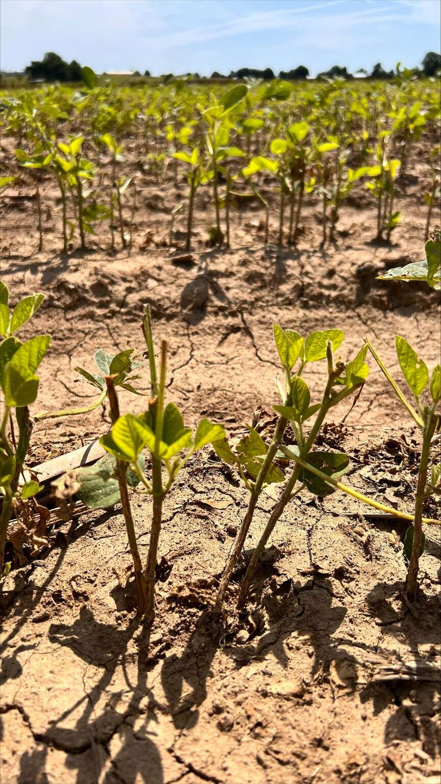Recent storms, hail batter soybean fields, stunts plans for replanting