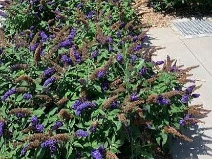 Buddleias love full sun.
(Special to the Democrat-Gazette)